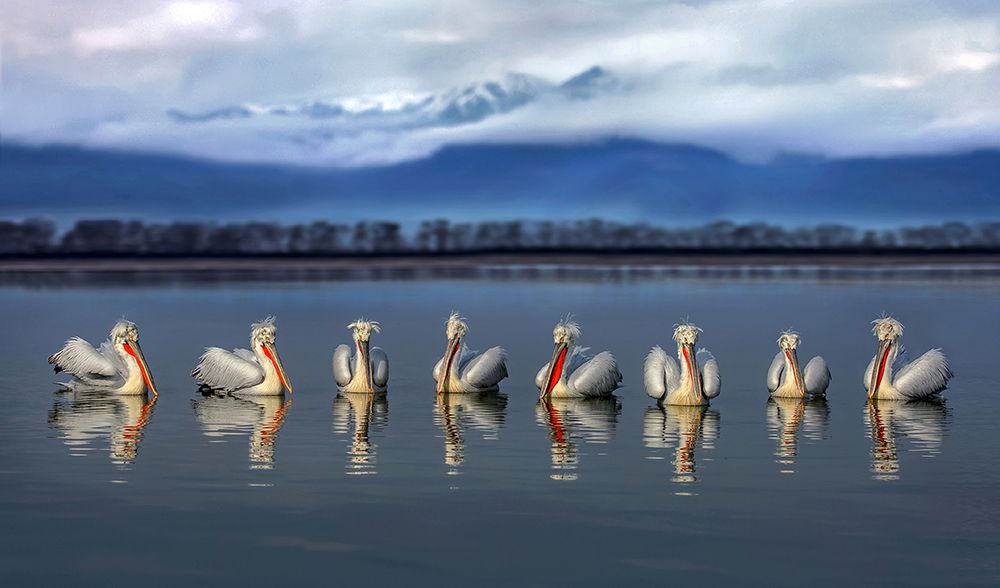 Dalmatian pelicans meeting art print by Xavier Ortega for $57.95 CAD