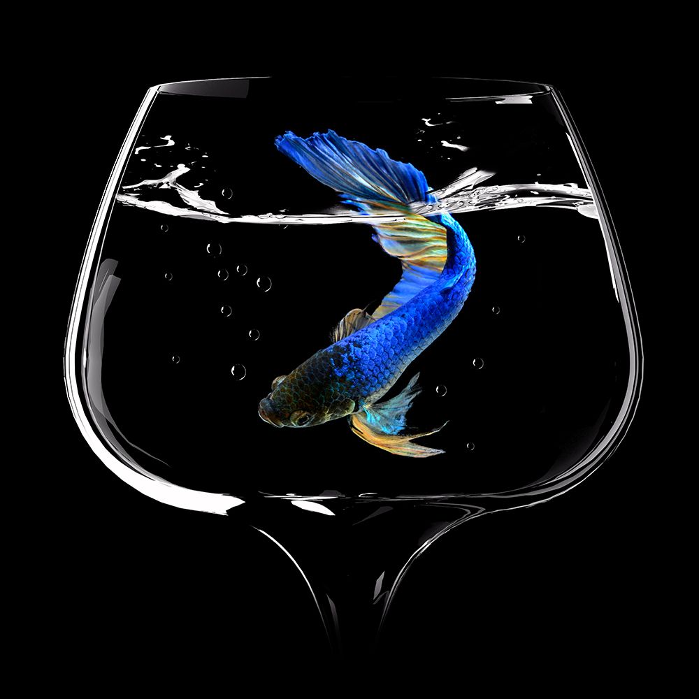 Betta Fish Dance art print by Antonyus Bunjamin for $57.95 CAD