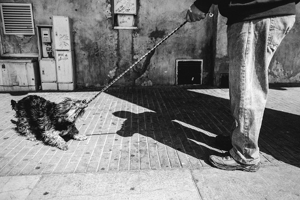 The qRocket raccoonq art print by Boris Hristov for $57.95 CAD