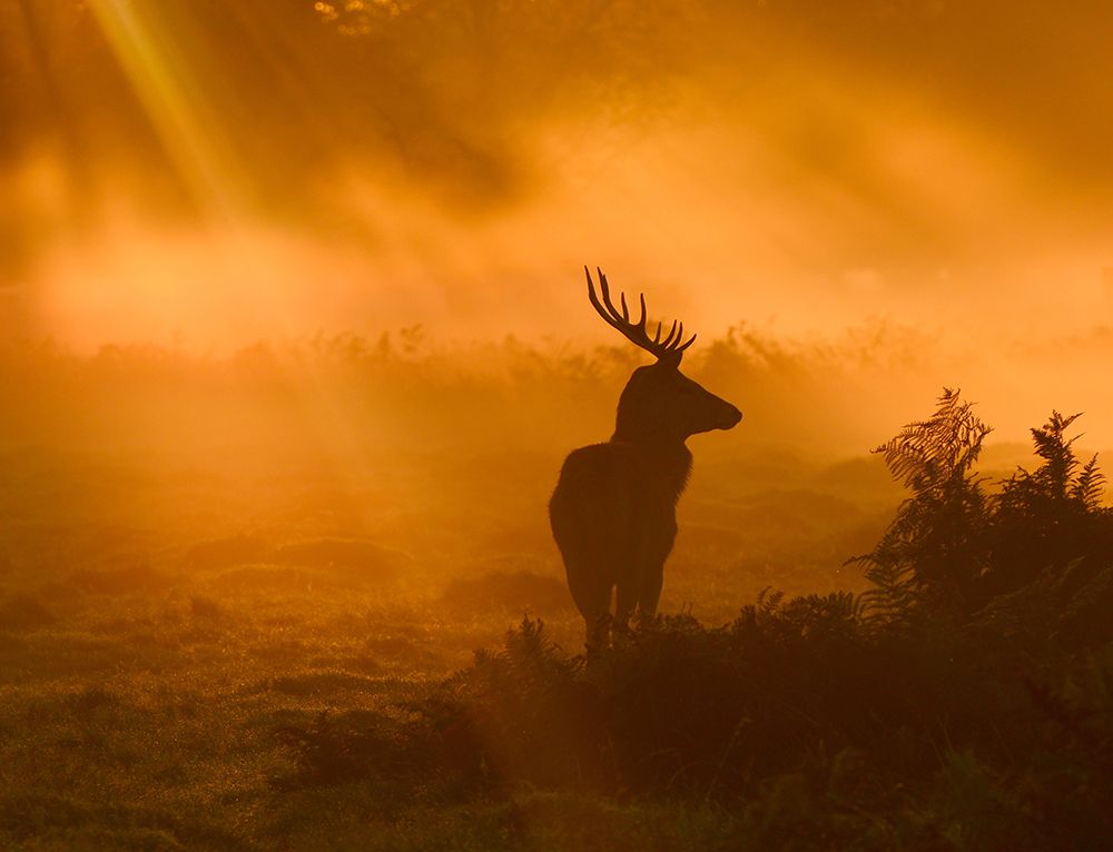 Guard Of Light art print by Robert Fabrowski for $57.95 CAD
