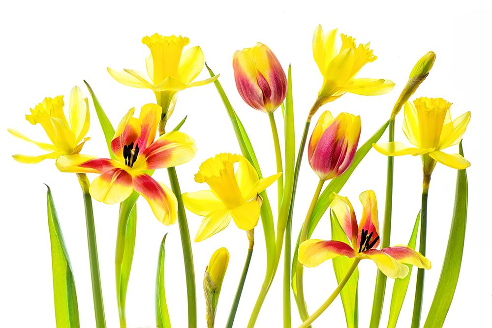 Vibrant Spring art print by Jacky Parker for $57.95 CAD