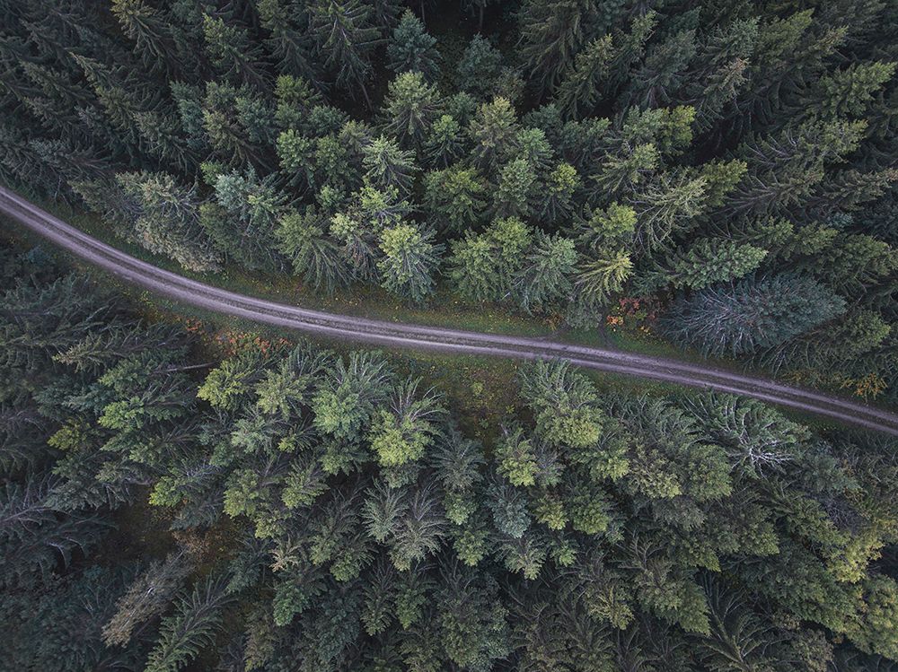 Small Road Through The Forest art print by Christian Lindsten for $57.95 CAD