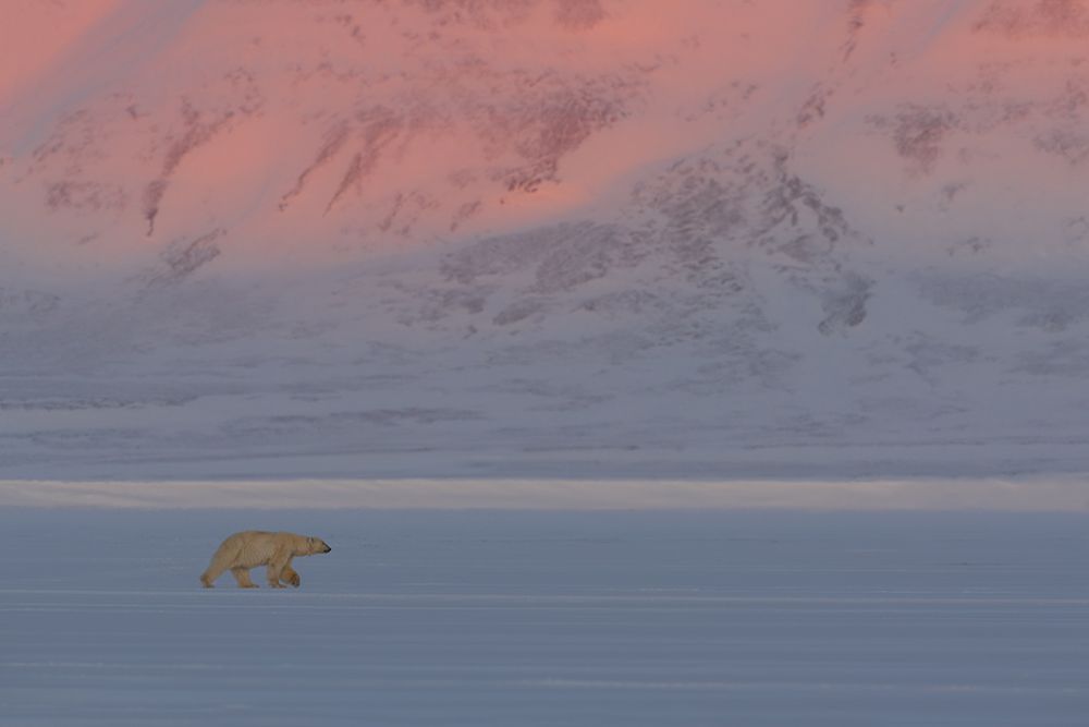 Polar Bear art print by Roberto Marchegiani for $57.95 CAD