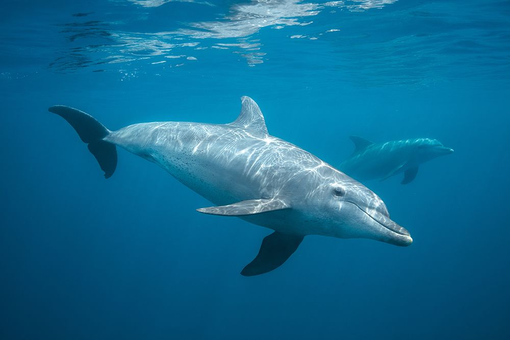 Curious Dolphin art print by Barathieu Gabriel for $57.95 CAD
