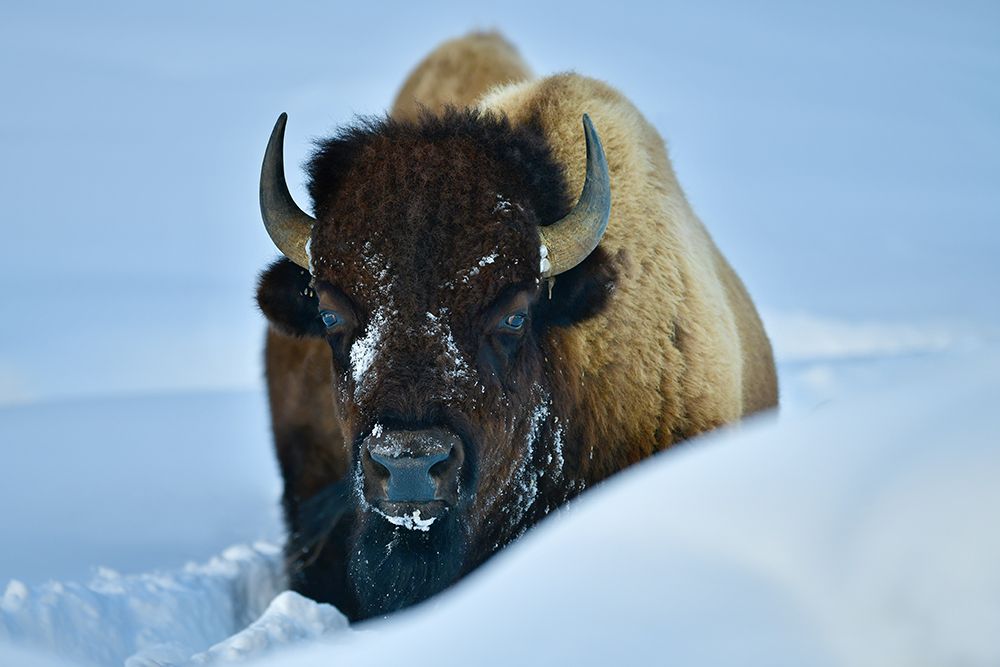 Winter Bison art print by Surjanto Suradji for $57.95 CAD