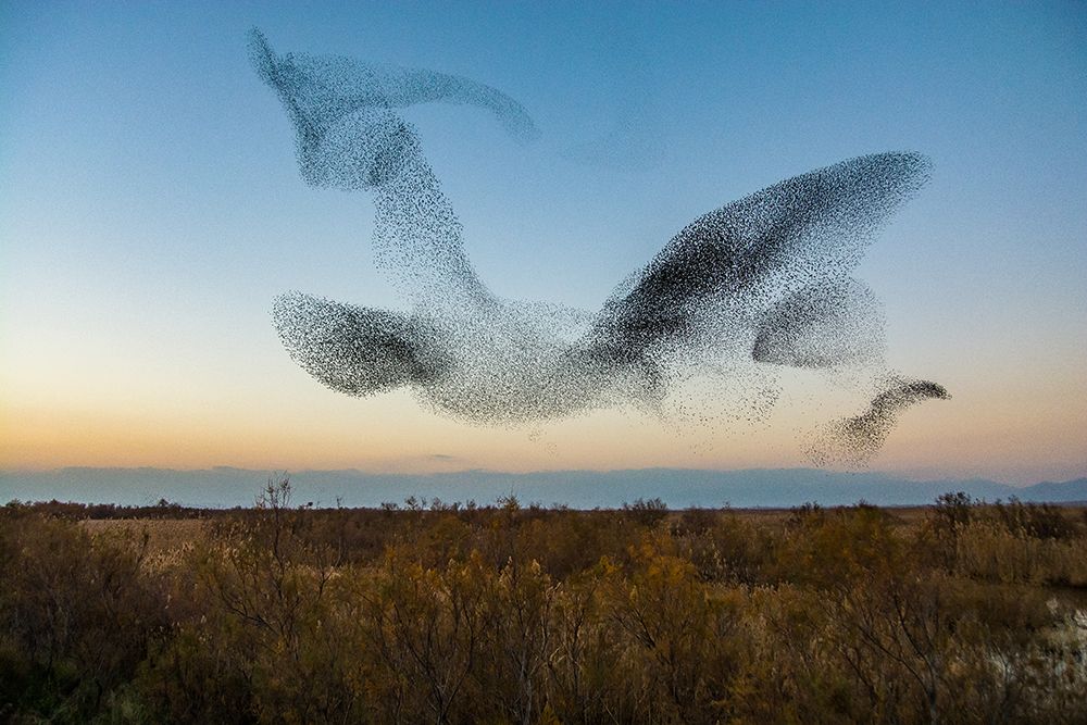 El Vuelo art print by David Vilches for $57.95 CAD