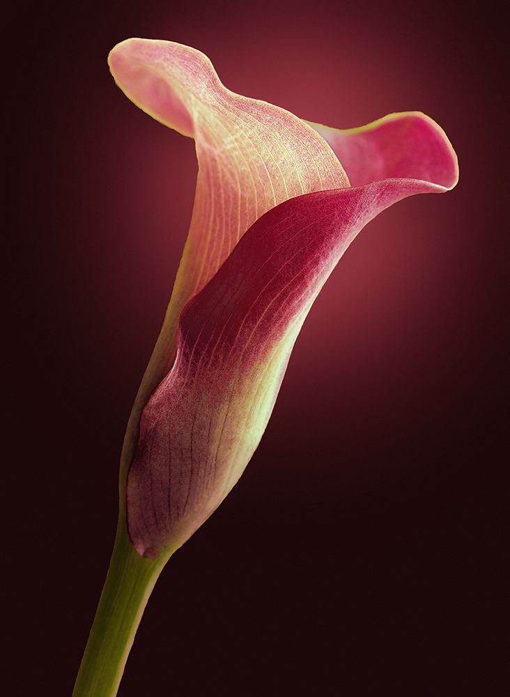 Red Calla art print by Krzysztof Dymkowski for $57.95 CAD