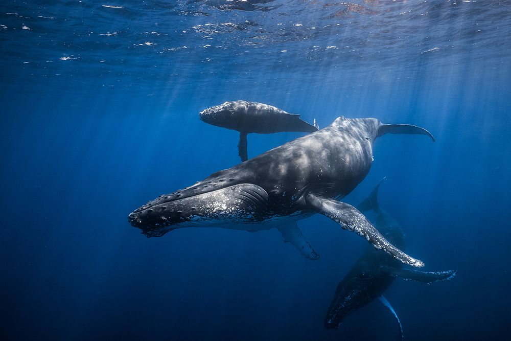 Humpback whale family art print by Barathieu Gabriel for $57.95 CAD