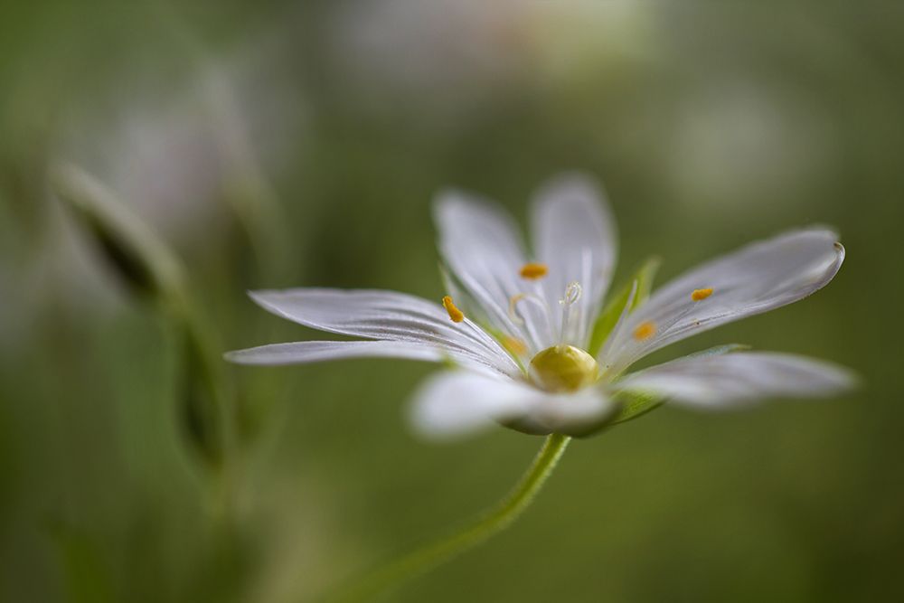 Stitchwort art print by Mandy Disher for $57.95 CAD