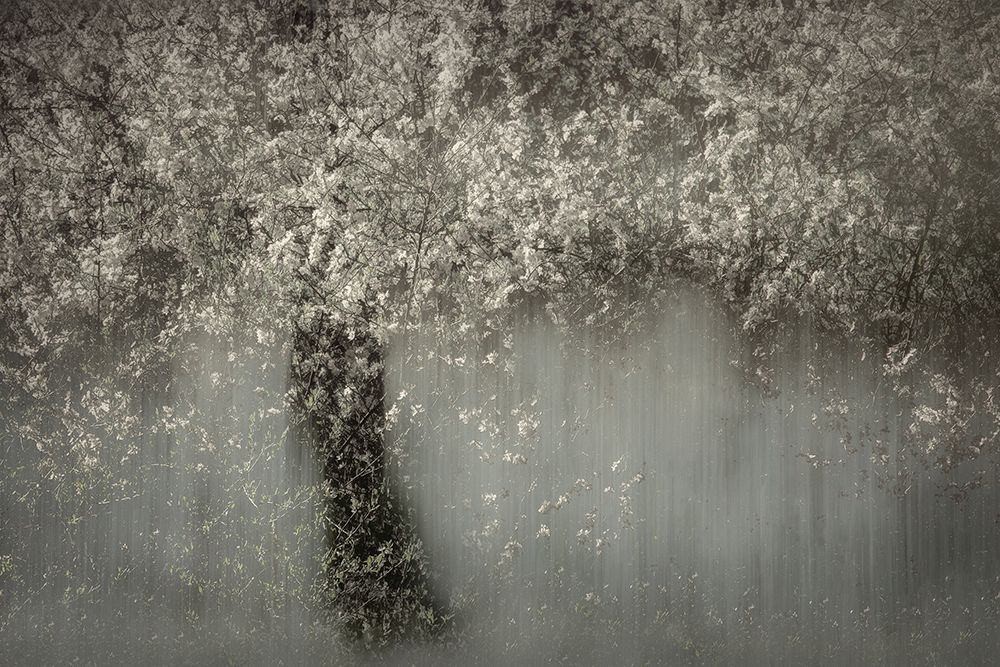White blossom art print by Nel Talen for $57.95 CAD