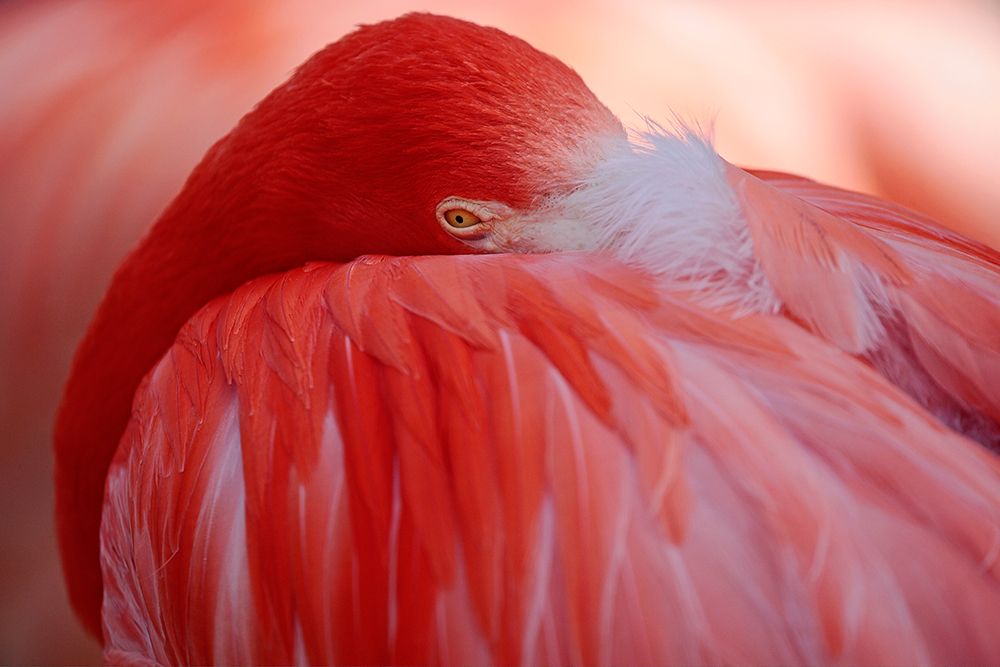 Red art print by Antje Wenner-Braun for $57.95 CAD