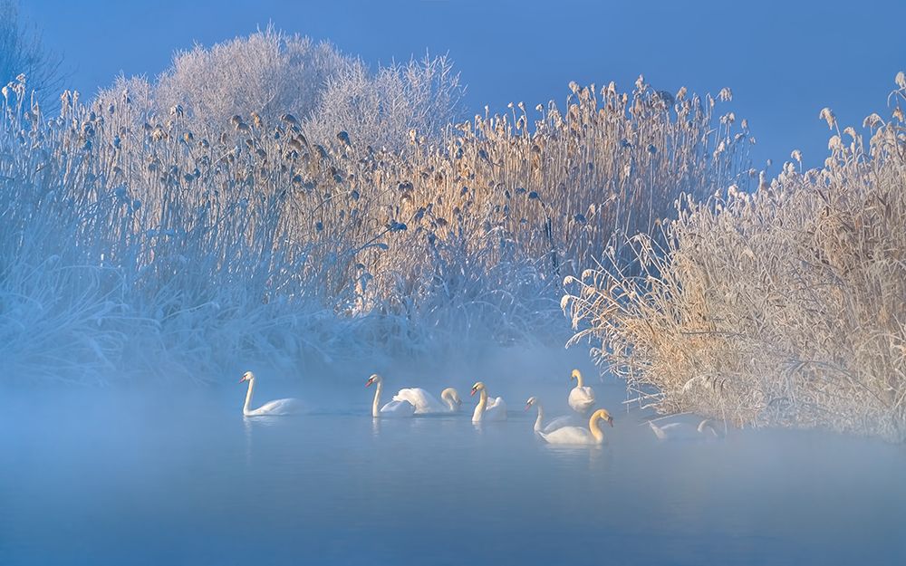 Blue Swan Lake art print by Hua Zhu for $57.95 CAD
