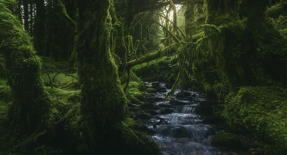 Hidden Wood art print by Javier De La for $57.95 CAD