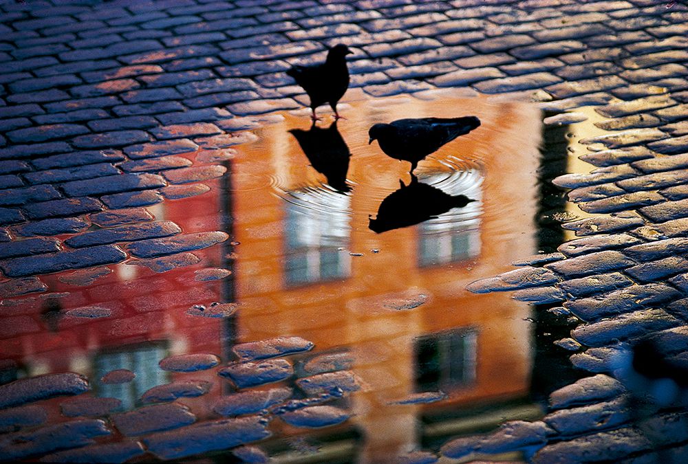 Pigeons art print by Allan Wallberg for $57.95 CAD