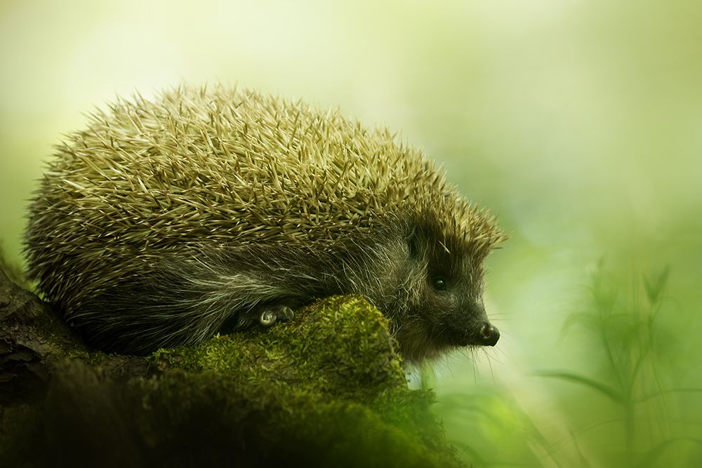 Hedgehog art print by Kristian Potoma for $57.95 CAD