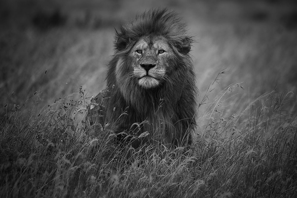 Lion King art print by Mohammed Alnaser for $57.95 CAD