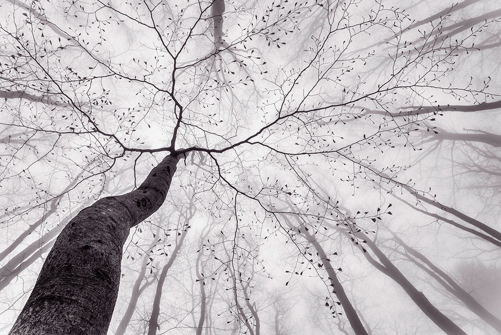 A View Of The Tree Crown art print by Tom Pavlasek for $57.95 CAD