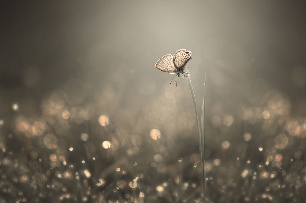 Dream Light art print by Edy Pamungkas for $57.95 CAD