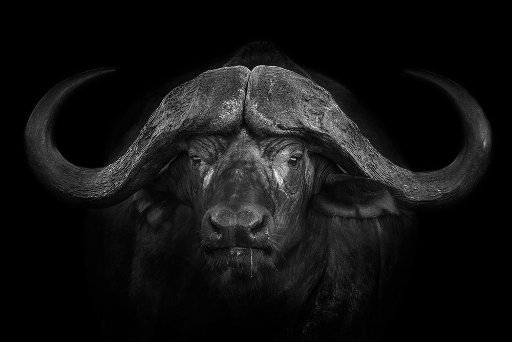 Big Horns art print by Mario Moreno for $57.95 CAD