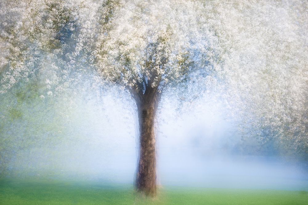 Dreamy Spring art print by Martina Stutz for $57.95 CAD