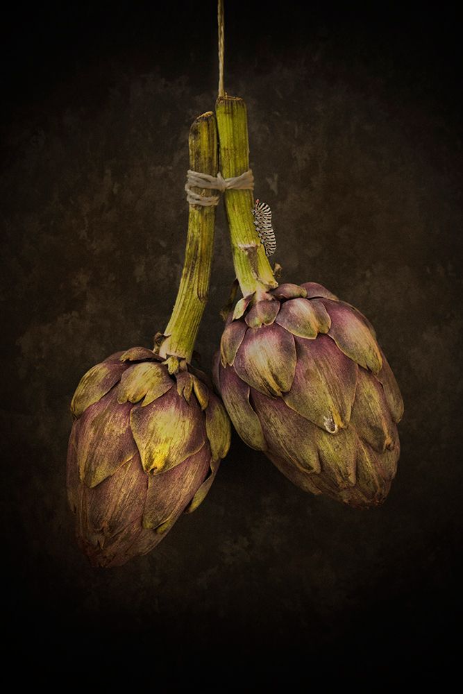 Artichoke art print by Alida Van Zaane for $57.95 CAD