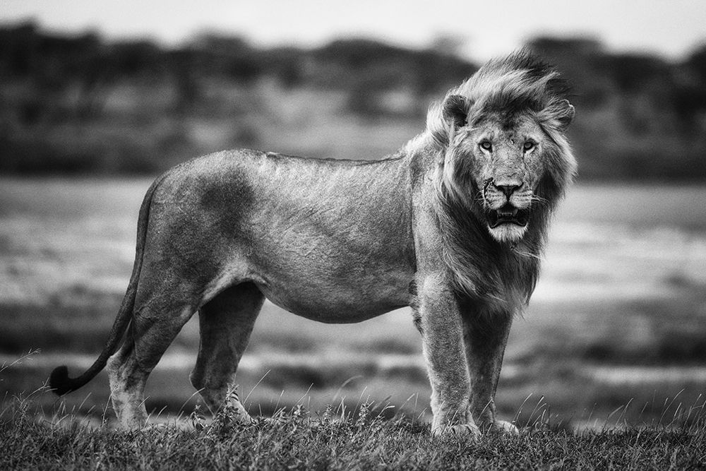 Royal Pose art print by Mohammed Alnaser for $57.95 CAD