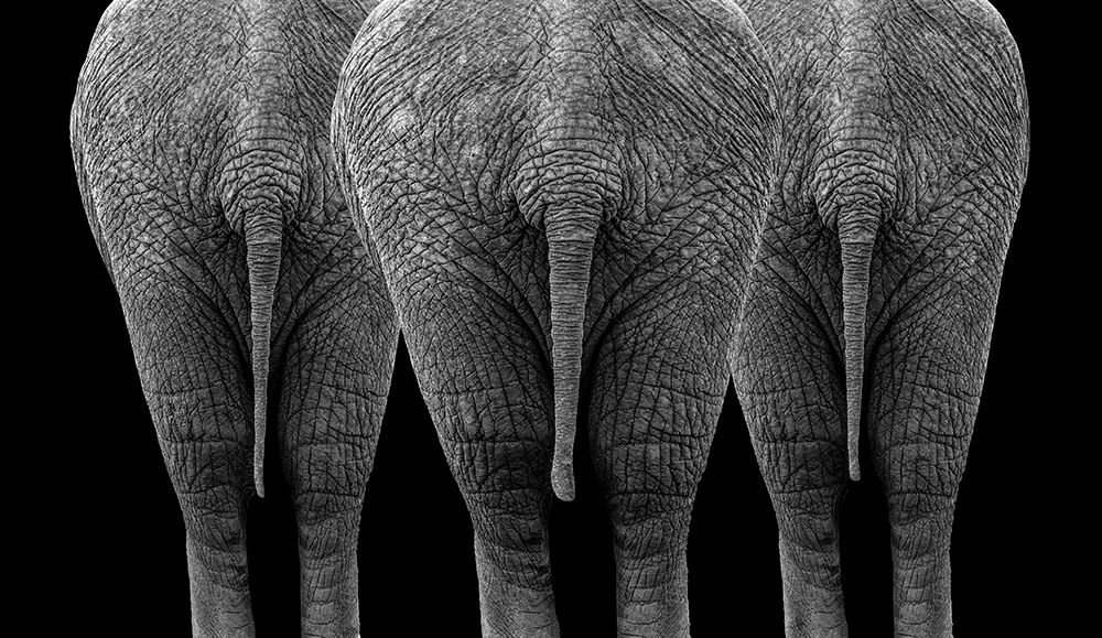 The Elephants art print by Sayyed Nayyer Reza for $57.95 CAD