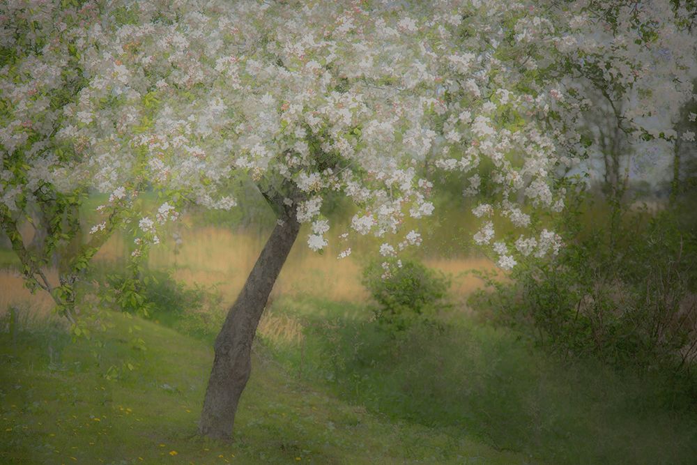 In the garden art print by Nel Talen for $57.95 CAD