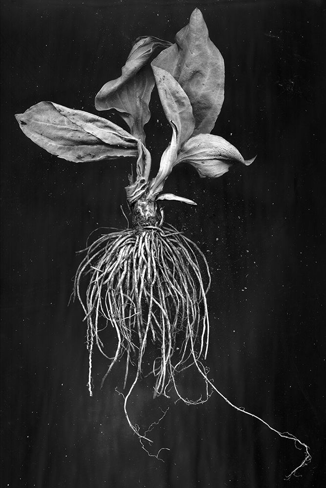 Plantain art print by Brig Barkow for $57.95 CAD