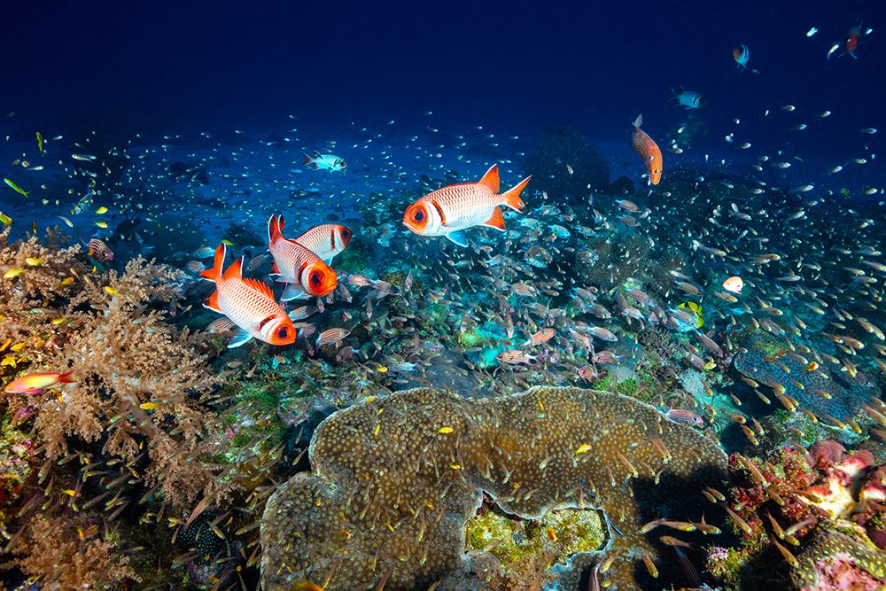 Reef Life art print by Barathieu Gabriel for $57.95 CAD