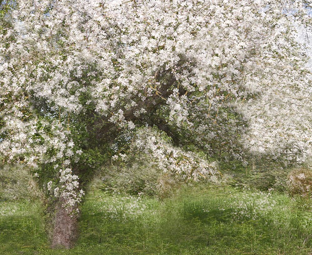 Apple Tree art print by Jutta Kerber for $57.95 CAD