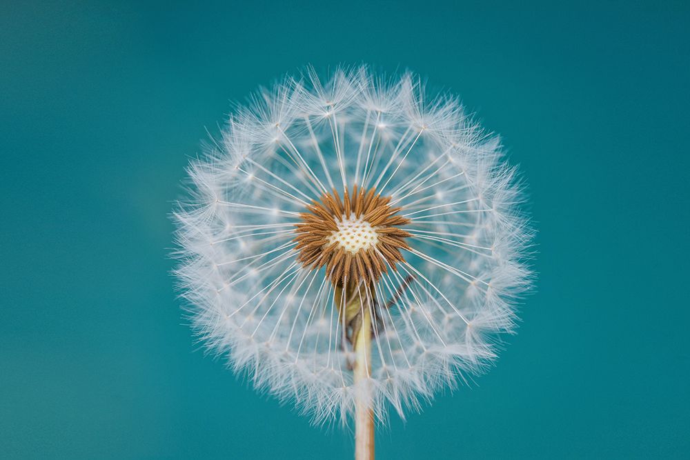 Dandelion art print by Bess Hamiti for $57.95 CAD