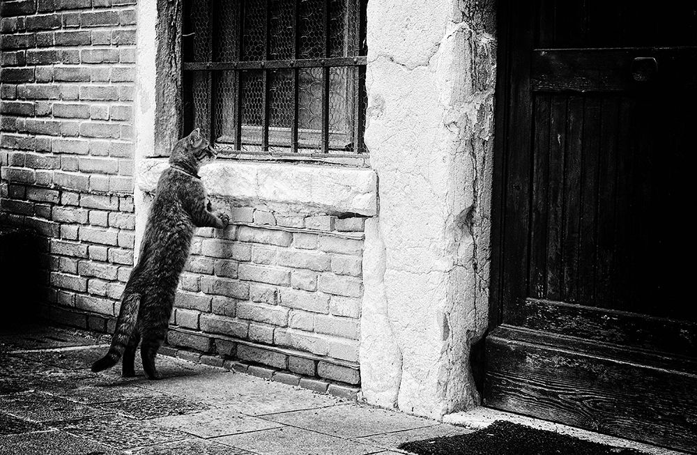 The Cat art print by Izabella Vegh for $57.95 CAD