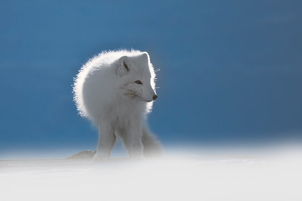Arctic Fox art print by Roberto Marchegiani for $57.95 CAD