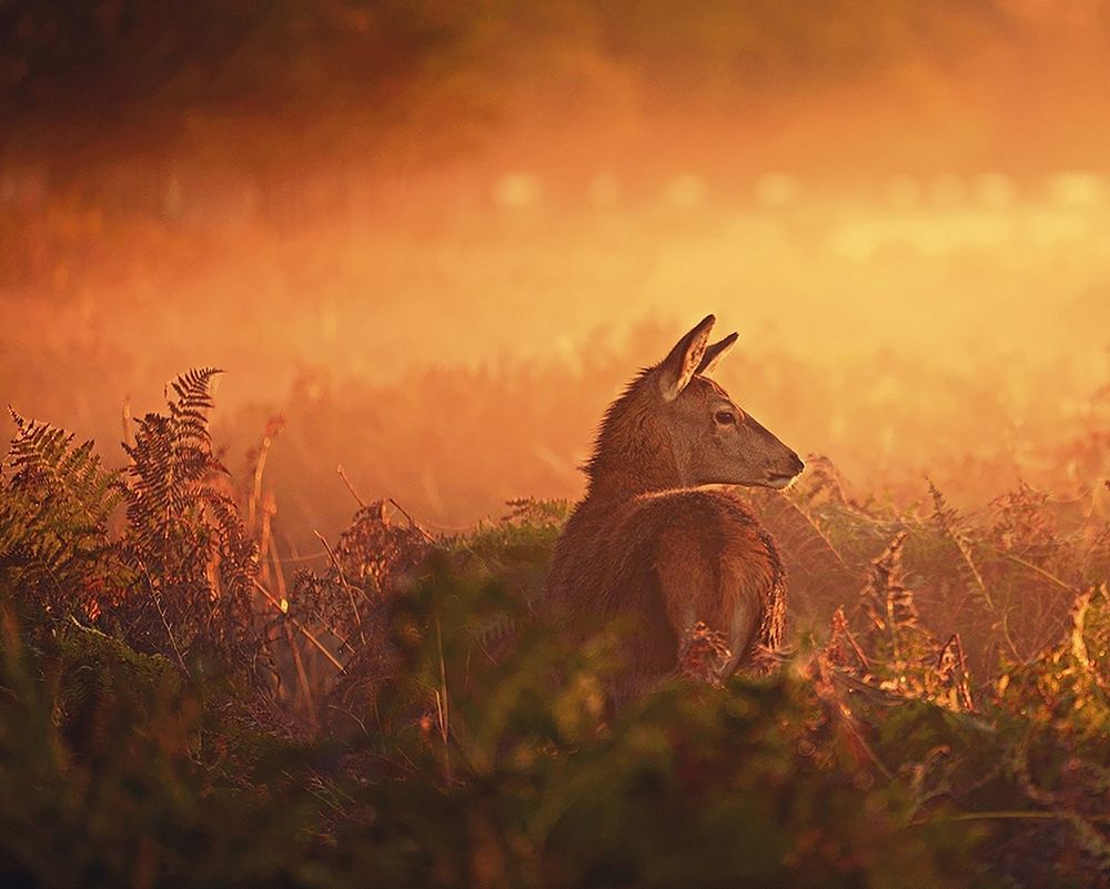 Early One Morning art print by Robert Fabrowski for $57.95 CAD