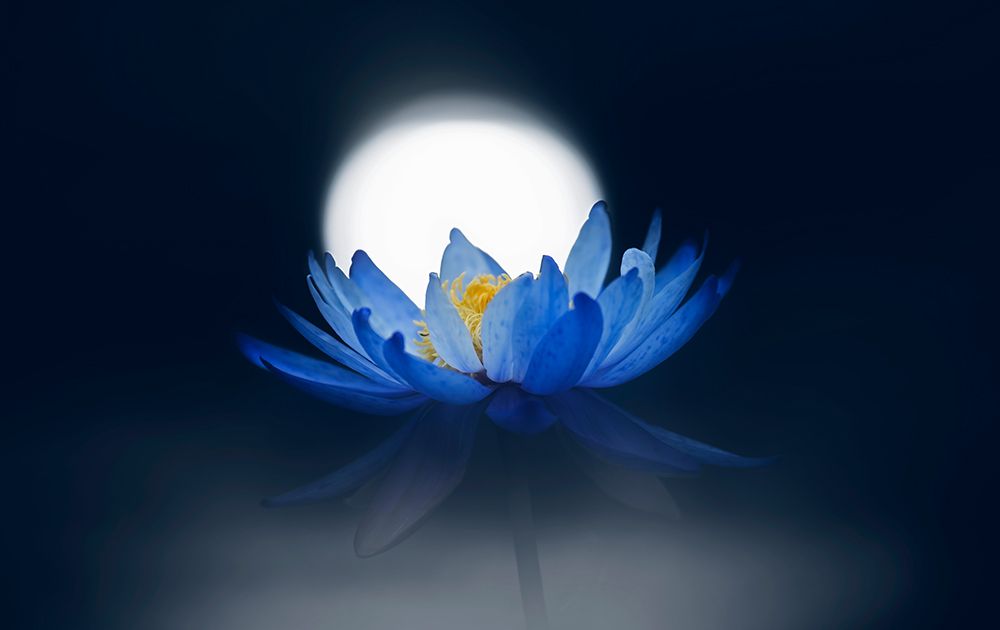 Fleeting Dream art print by Takashi Suzuki for $57.95 CAD