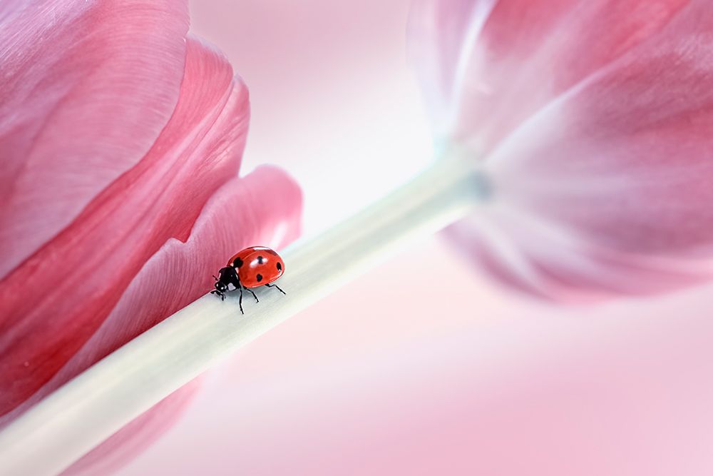 Ladybug art print by Lydia Jacobs for $57.95 CAD