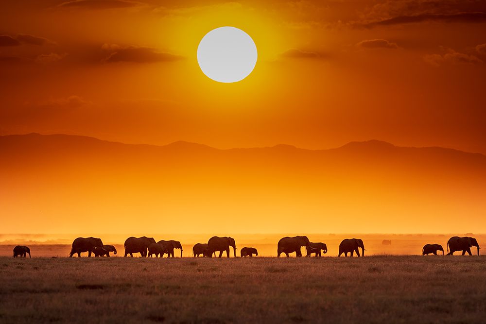 Sunrise Parade art print by Jeffrey C. Sink for $57.95 CAD