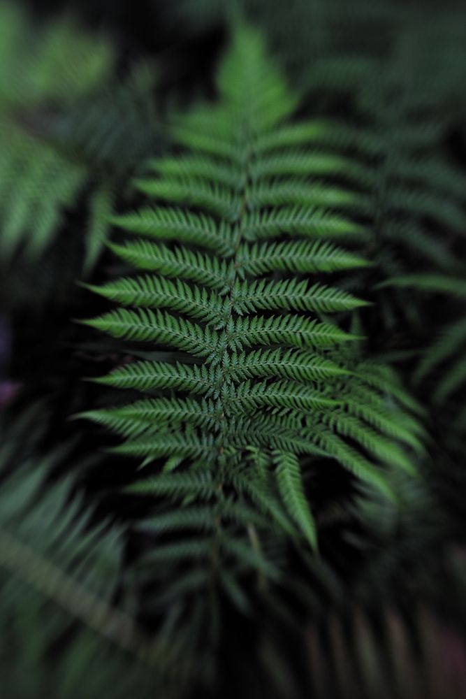 Soft Leaf art print by Claire Walsh for $57.95 CAD