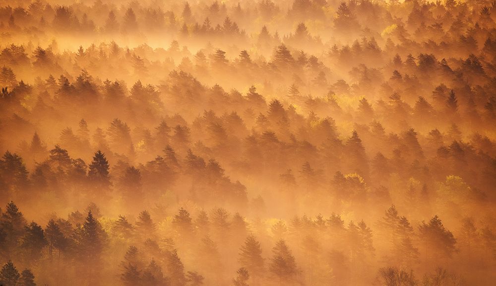Golden morning art print by Ales Krivec for $57.95 CAD