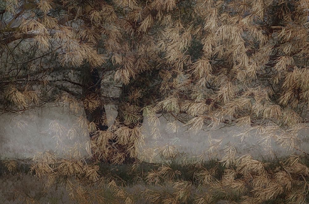 Pine Tree art print by Nel Talen for $57.95 CAD
