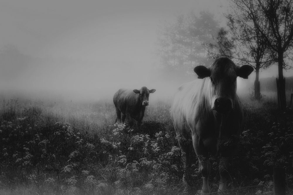 Foggy Memory  Of The Past art print by Saskia Dingemans for $57.95 CAD