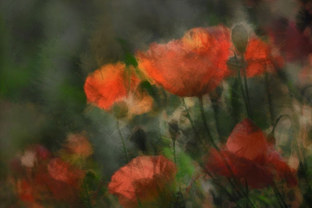 pops art print by Gilbert Claes for $57.95 CAD