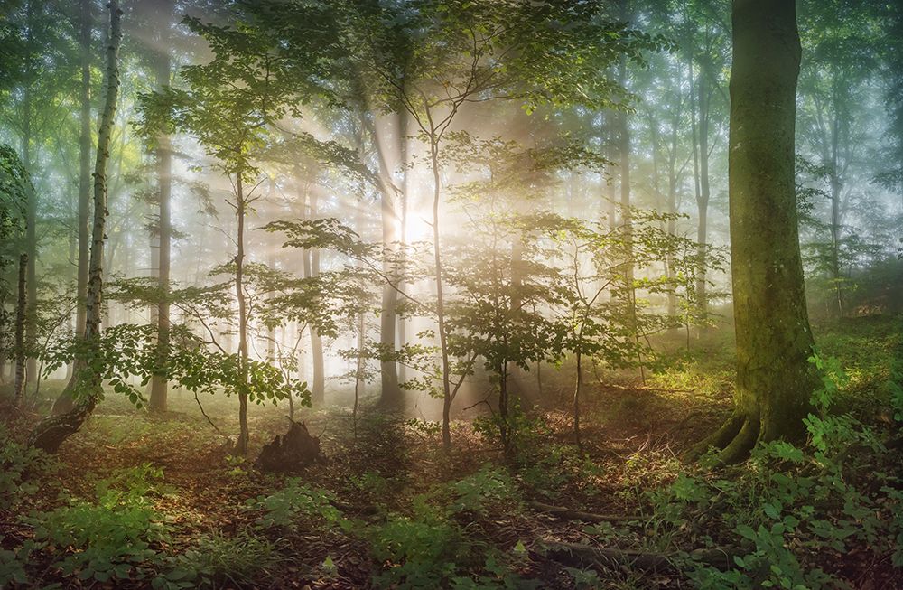 Morning Sun art print by Burger Jochen for $57.95 CAD