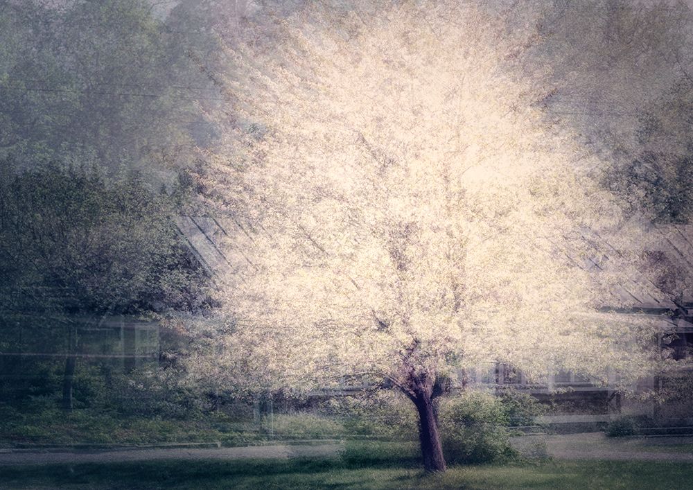 Apple Tree art print by Katarina Holmstrom for $57.95 CAD
