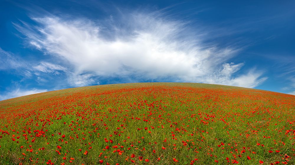 Red Poppies art print by Hua Zhu for $57.95 CAD