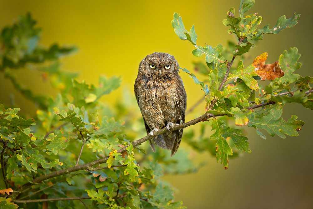 Eurasian Scops Owl art print by Milan Zygmunt for $57.95 CAD