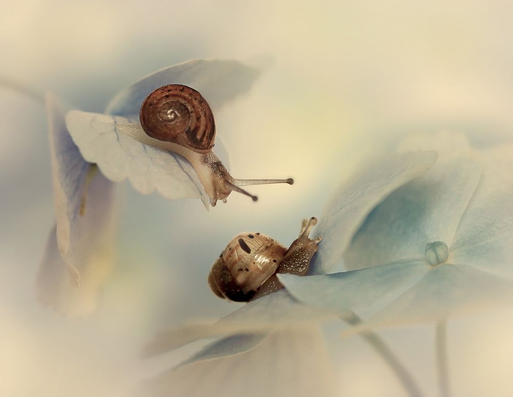 Snails art print by Ellen van Deelen for $57.95 CAD