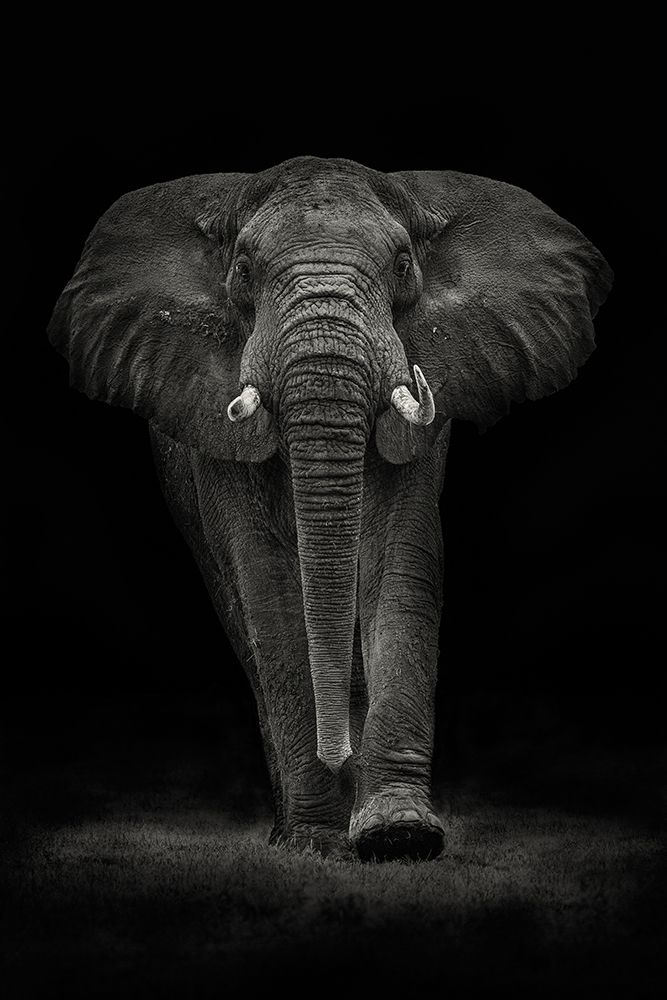 Ngorongoro Bull art print by Mario Moreno for $57.95 CAD