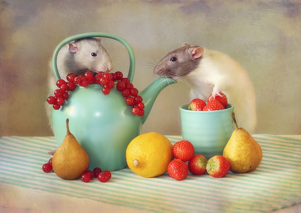 Jimmy And Snoozy art print by Ellen Van Deelen for $57.95 CAD